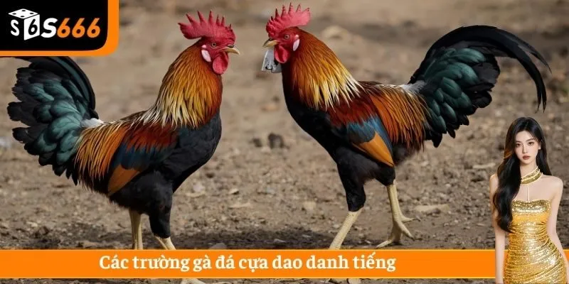 Đá gà cựa dao tại Campuchia là trường gà nổi tiếng và uy tín hàng đầu
